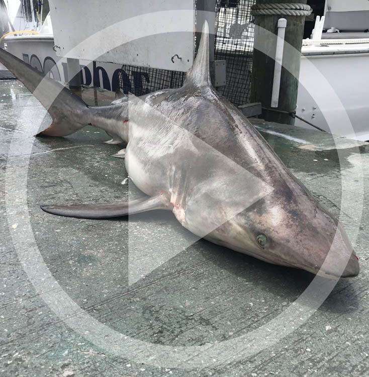 LISTEN: Fishing Report (05.14.19)  Fish are biting from trout to blacktip shark