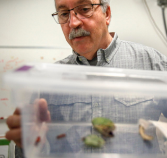Interview with UT Research Scientist Rob Plowes on the Cactus Moth