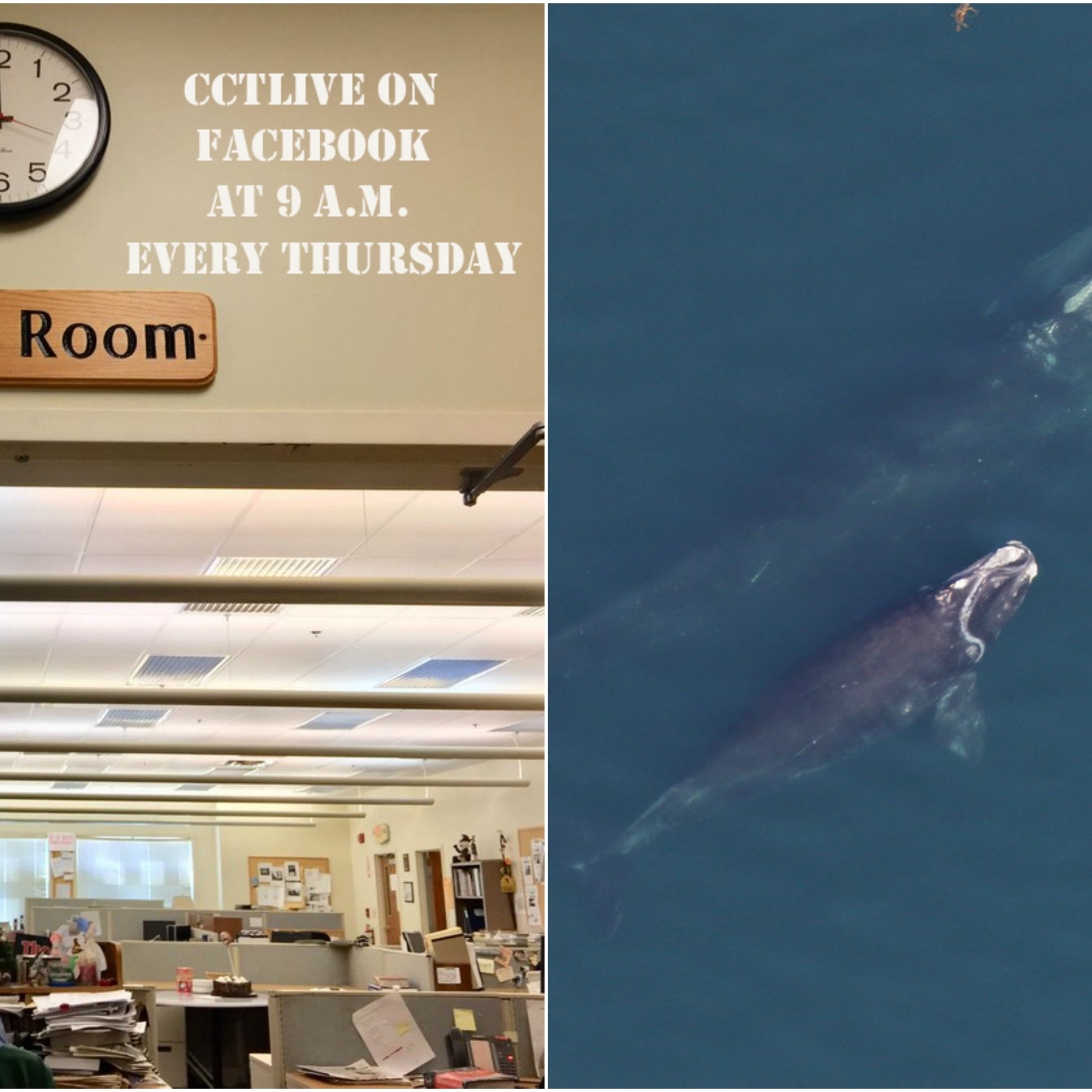 CCTLive: Right whale calf spotted, Wellfleet flats for sale and more