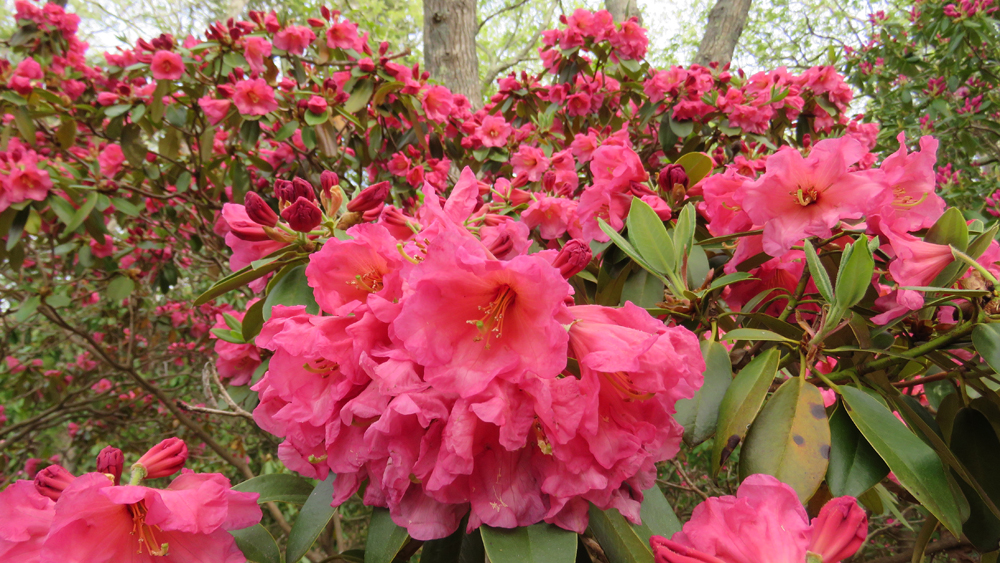 Flower power--here comes the Rhododendron Festival! episode artwork