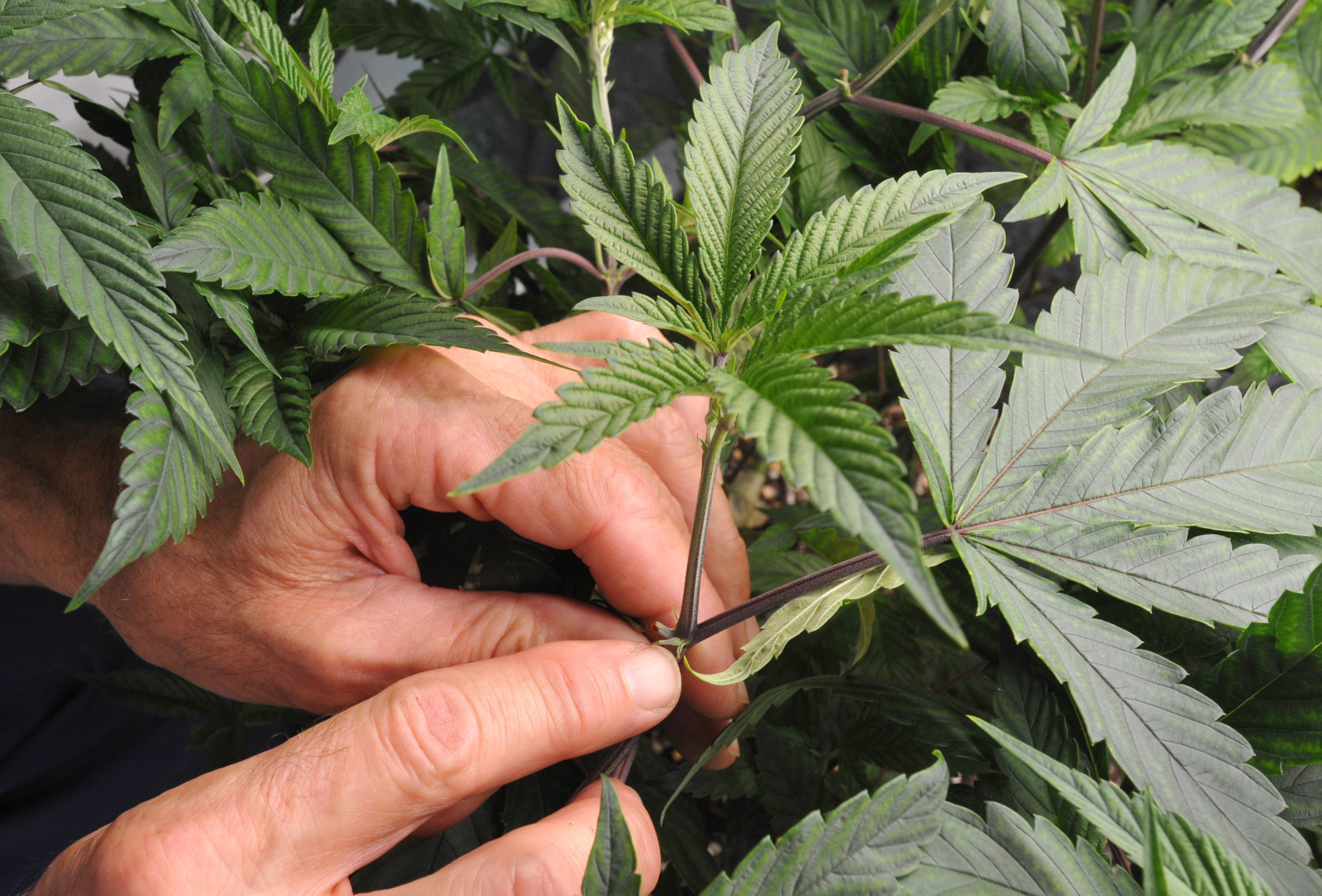 How to grow cannabis--C. L. Fornari talk on Sunday! episode artwork