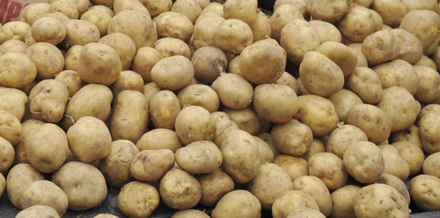Fun Show 22: Free potatoes, wild cranberry walk, turnip fest! episode artwork