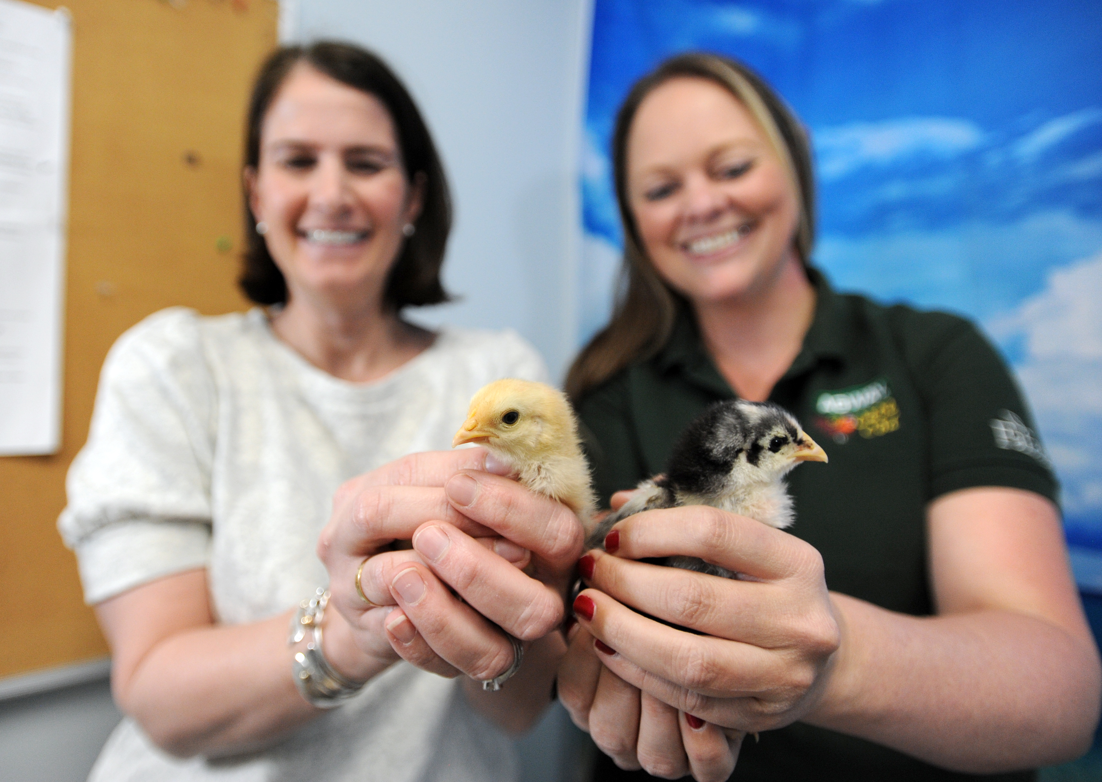 Baby chicks and raising chickens tips on 'Life With Gwenn' episode artwork