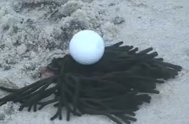 Have you ever played beach golf? episode artwork