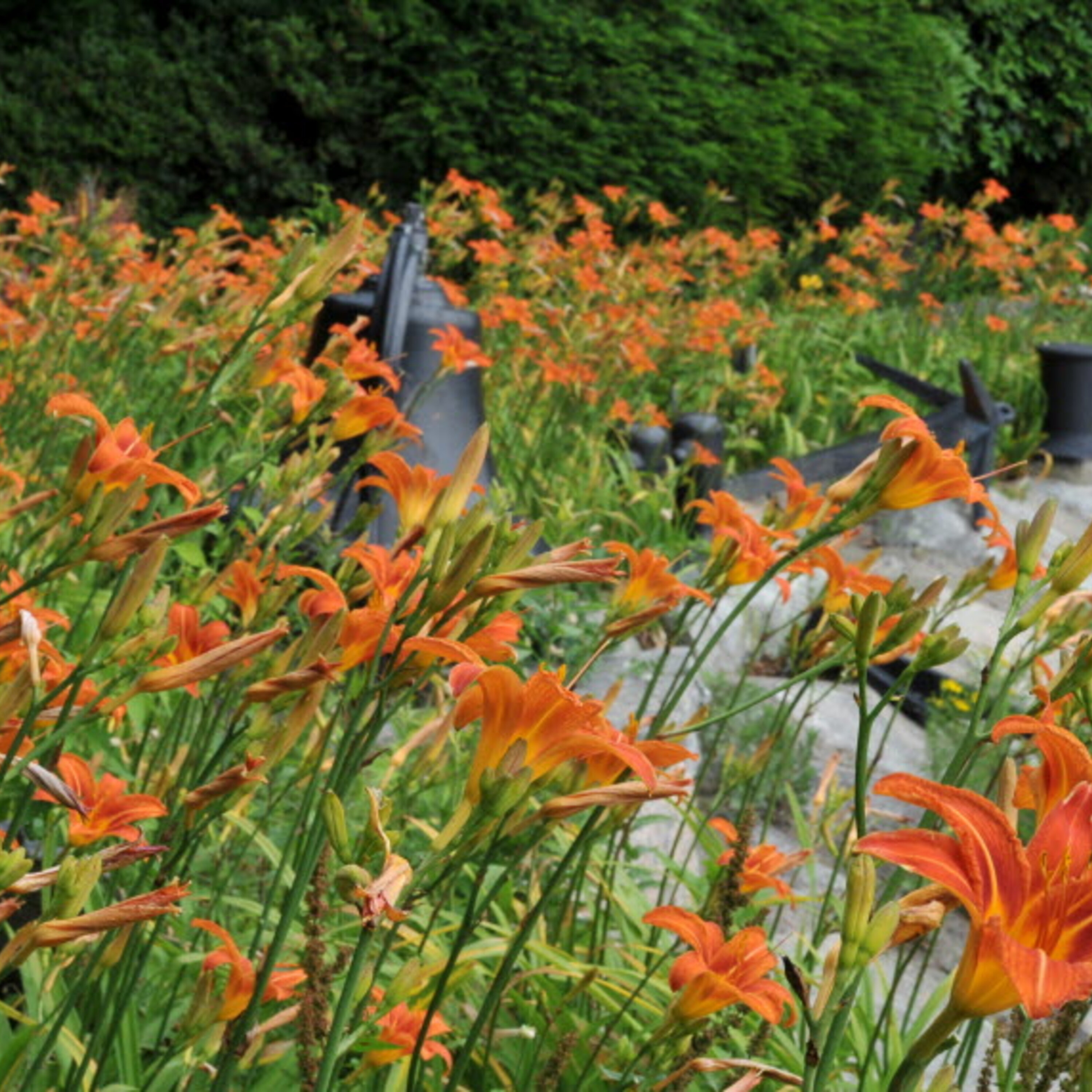 Spohr Gardens: Great spot for a beautiful stroll!
