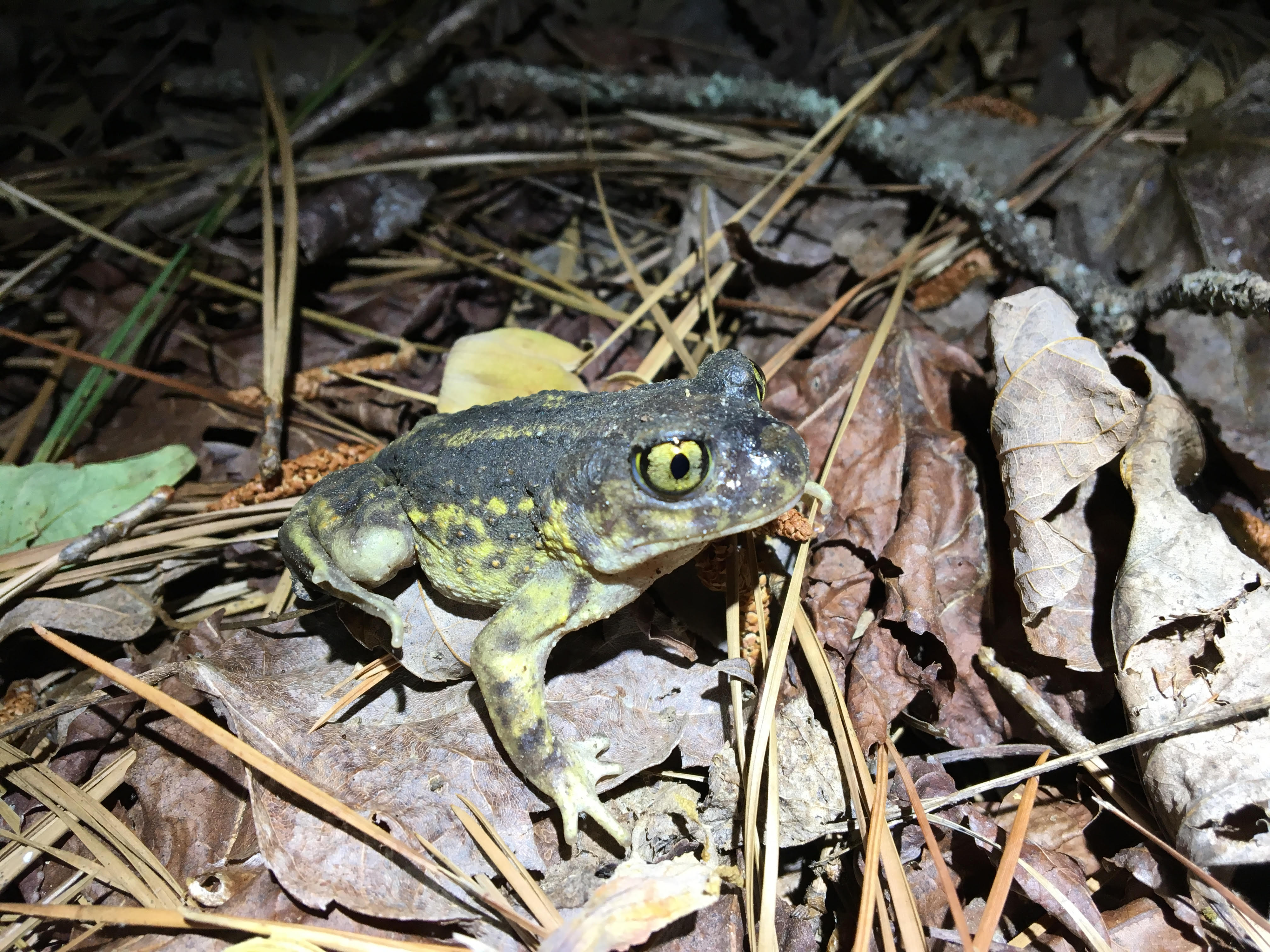 The sounds of scaphiopus holbrookii, commonly known as the eastern spadefoot