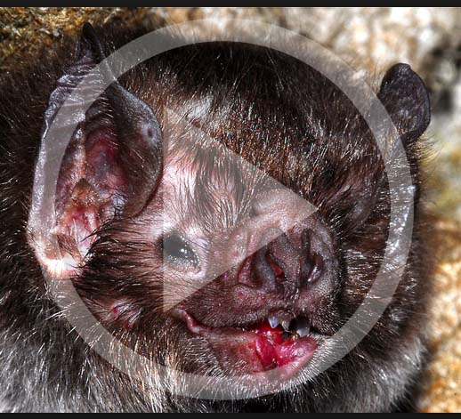 LISTEN: 6-year-old dies of rabies from bat scratch