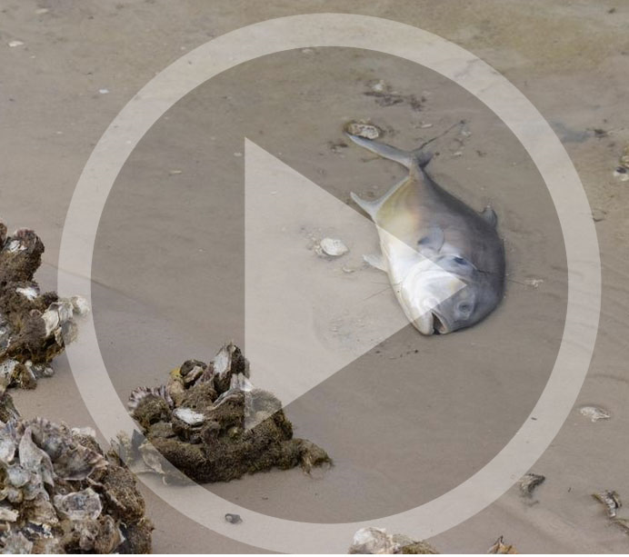 LISTEN: Reported fish kills way up in NWFL in early 2018