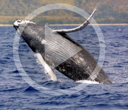 LISTEN: Humpback whale spotted in Gulf of Mexico