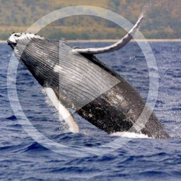 LISTEN: Humpback whale spotted in Gulf of Mexico