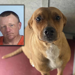 LISTEN: Freeport man charged with animal cruelty after witnesses said he was hitting and throwing his dog