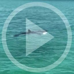 LISTEN: Scott Burke, 20, recalls mako shark encounter in Destin
