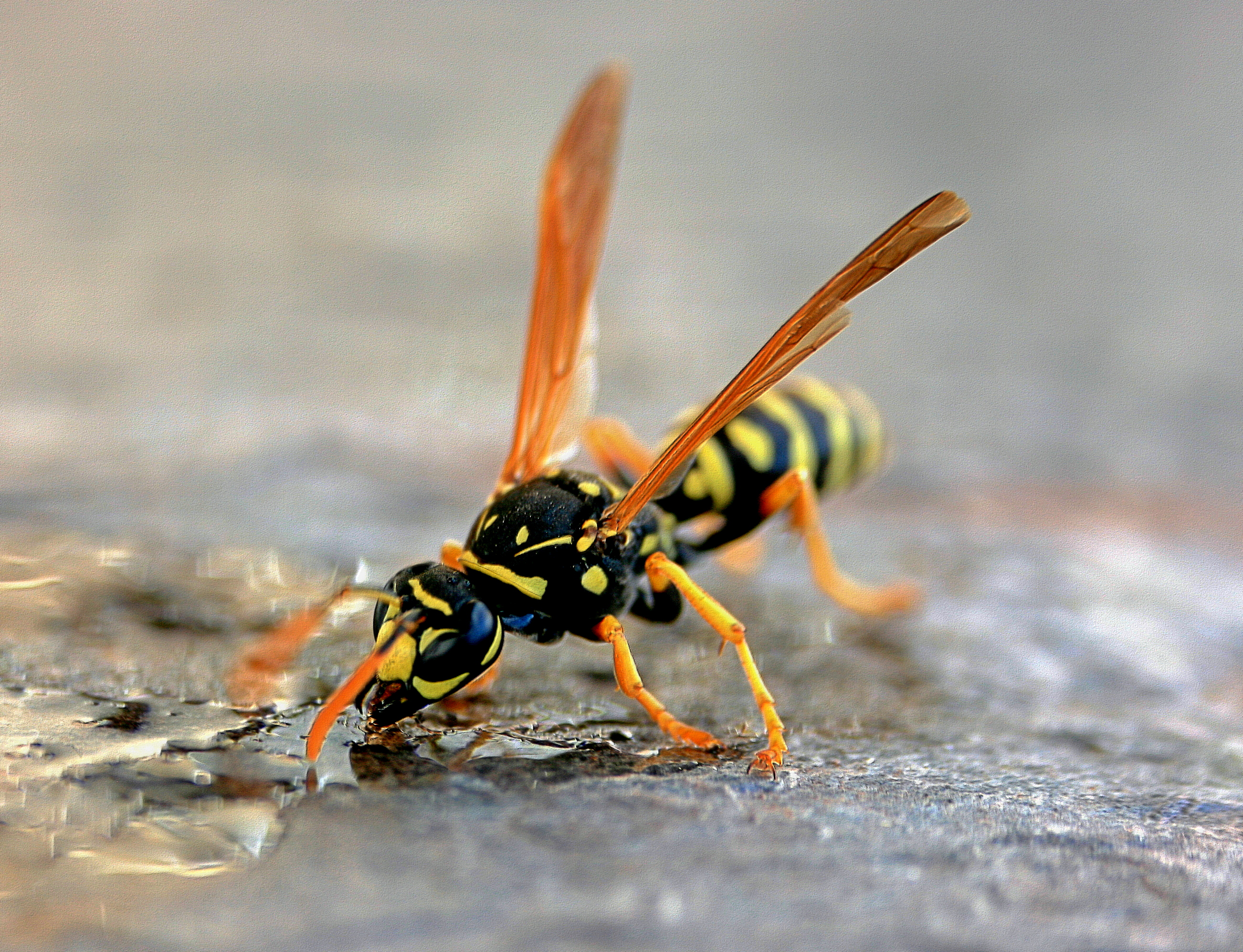 Listen: Yellow jackets boom this summer in the Willamette Valley episode artwork