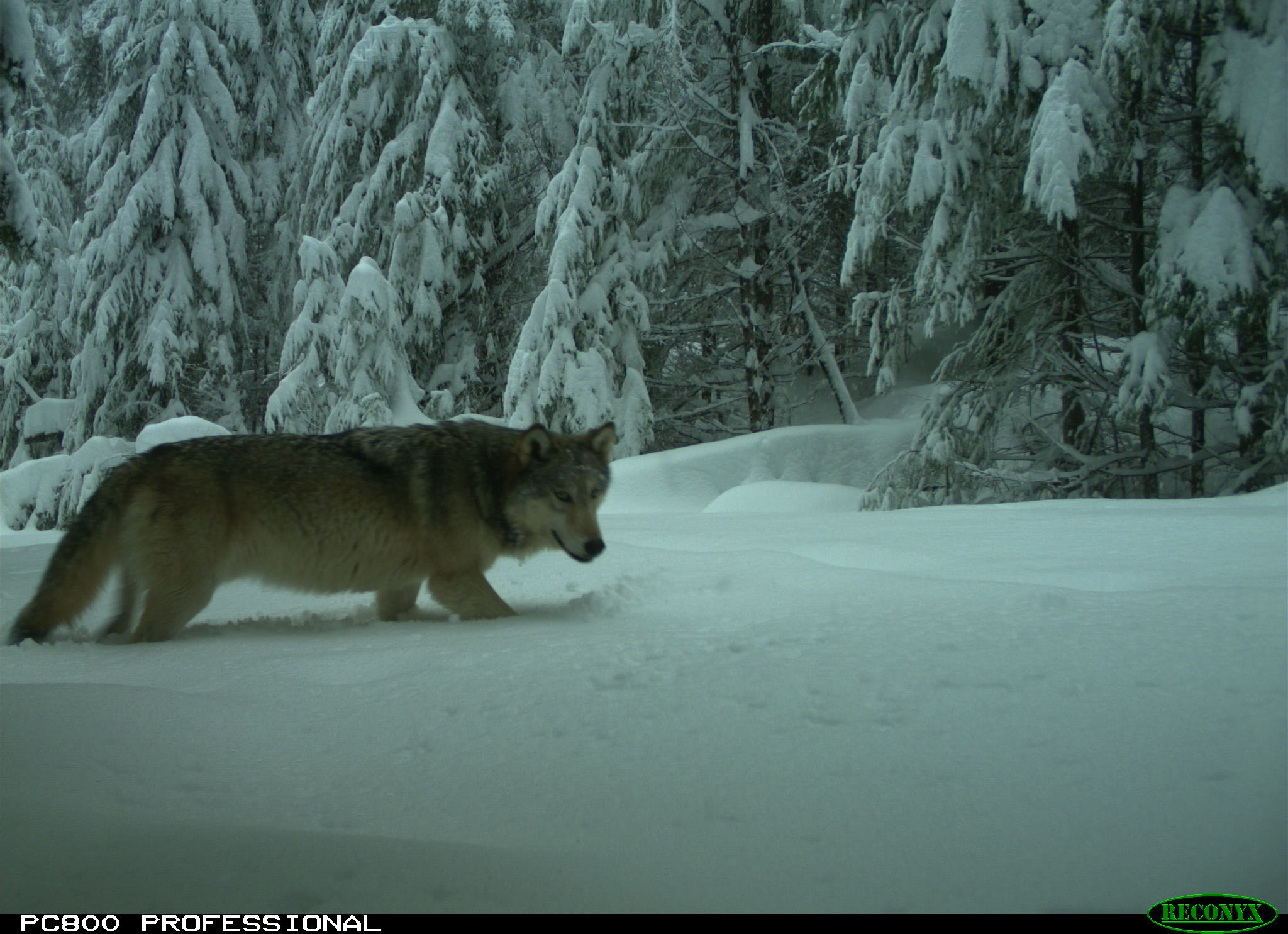 Listen: Wolves confirmed in Cascades southeast of Eugene episode artwork