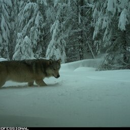 Listen: Wolves confirmed in Cascades southeast of Eugene