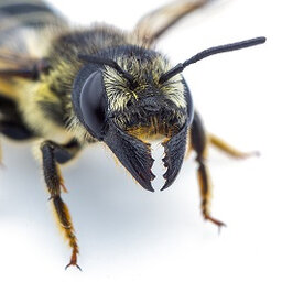Listen: Bee expert details the Oregon Bee Project