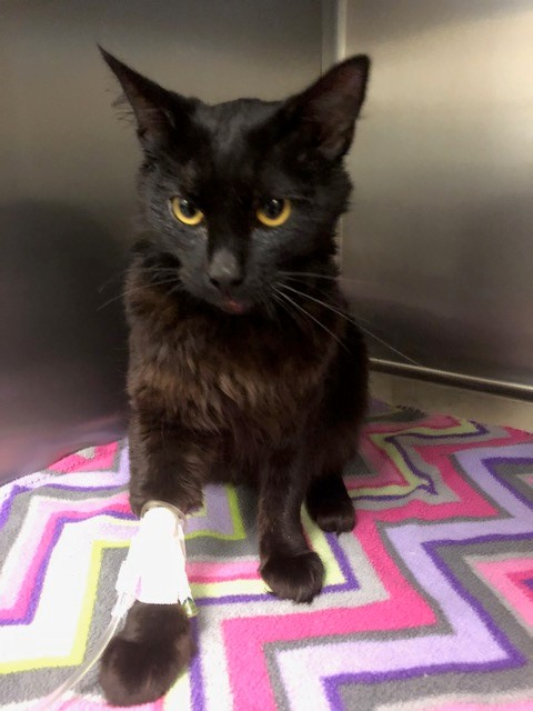 Listen: Junction City man accused of abusing cats episode artwork