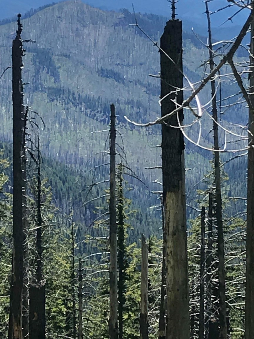 Listen: Description of Boulder Creek Wilderness episode artwork
