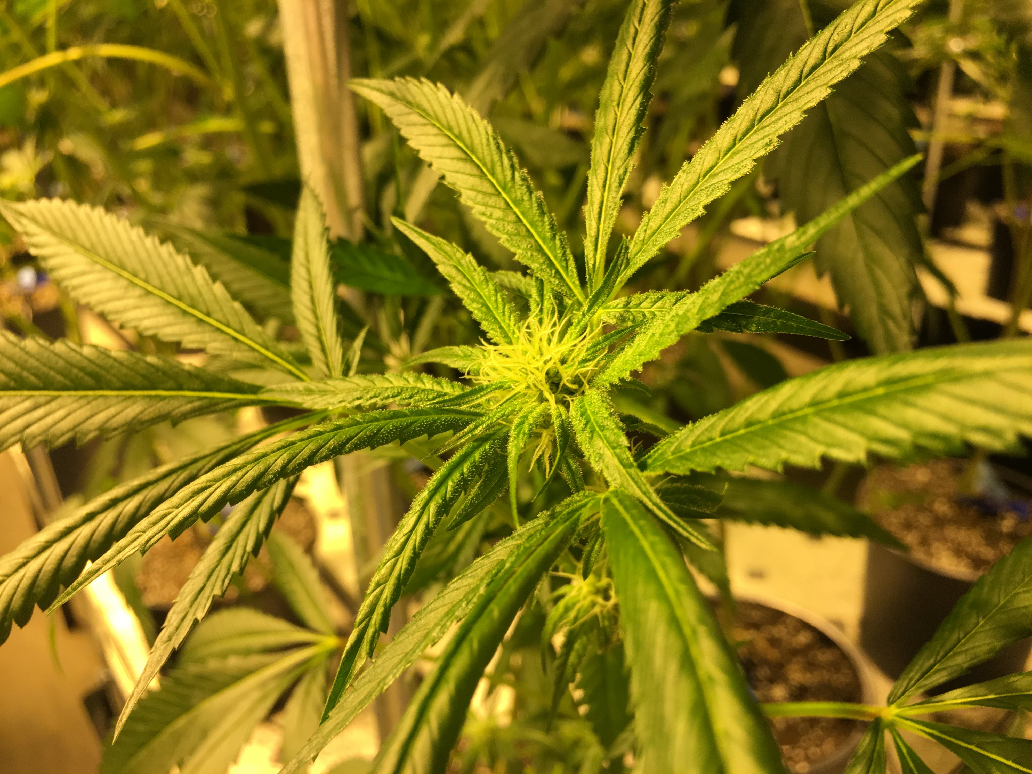 Listen: Study finds Oregon college student pot use up since legalization episode artwork