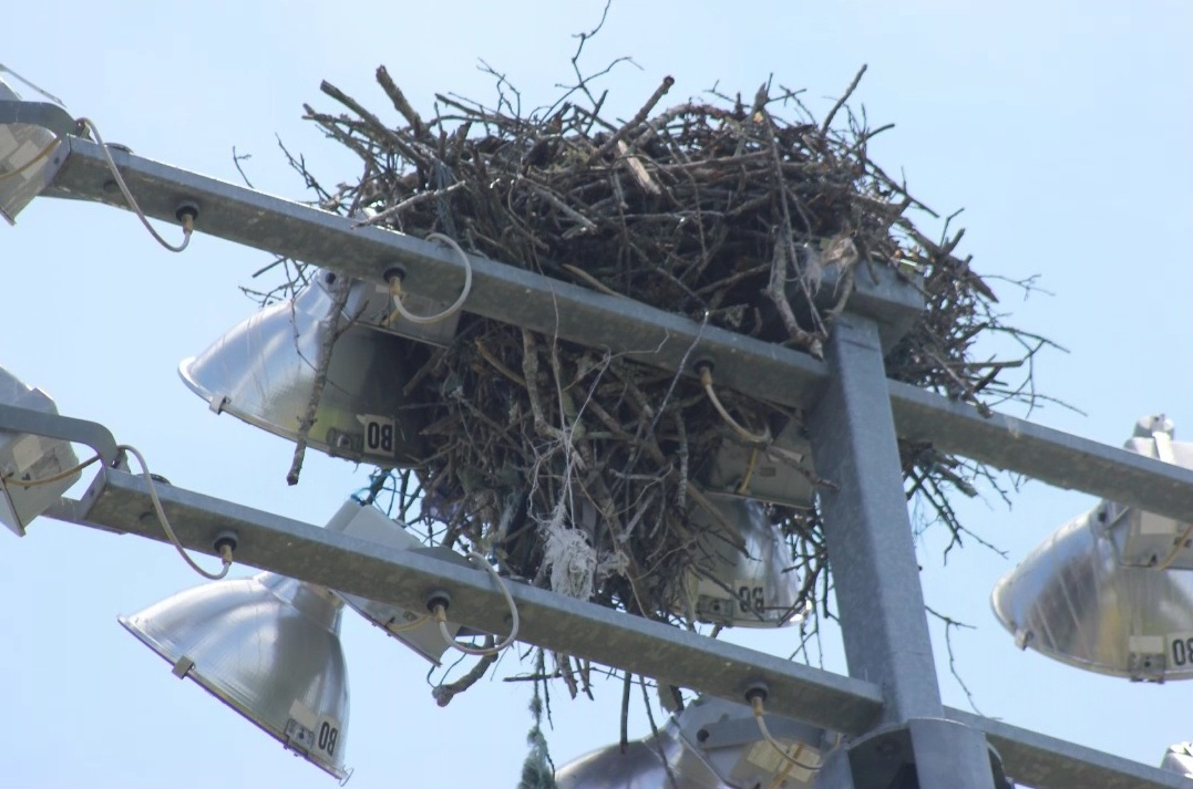 The Spectator Podcast: Bill Hall and the osprey nest (Ep. 4)