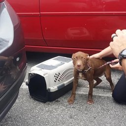 Owners Arrested after Locking Puppy in Car Trunk