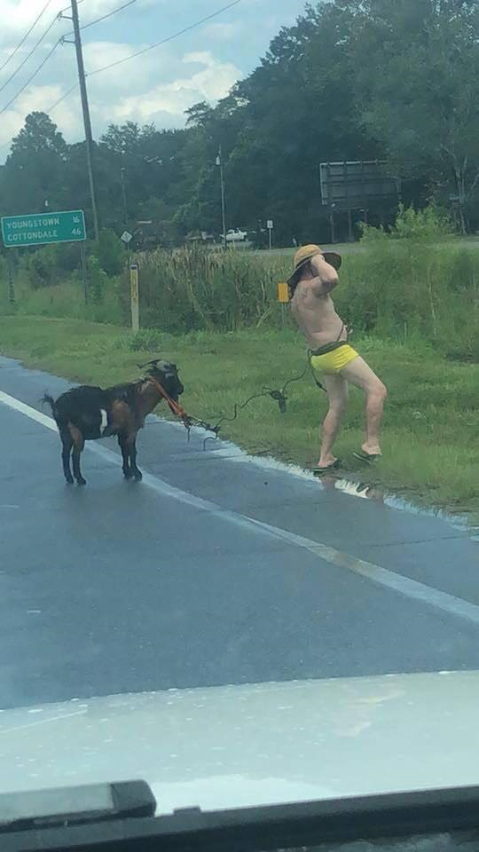 Half-naked man walks goat in the road, welcome to Florida!