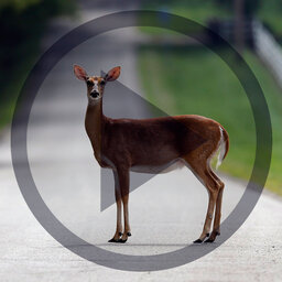 Audio: Ohio heads into peak time for deer-related crashes
