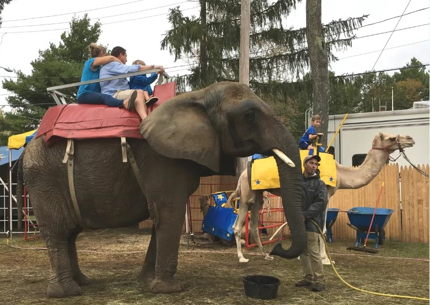Listen: Should elephants and other exotic animals be used for entertainment?