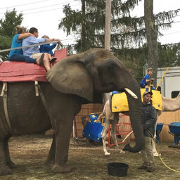 Listen: Should elephants and other exotic animals be used for entertainment?