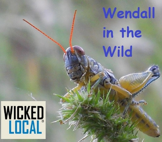 Wendall in the Wild: Oh, the things you can find in a vernal pool