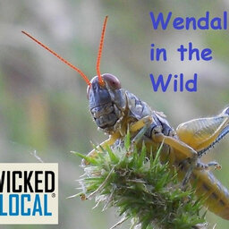 Wendall in the Wild: Oh, the things you can find in a vernal pool
