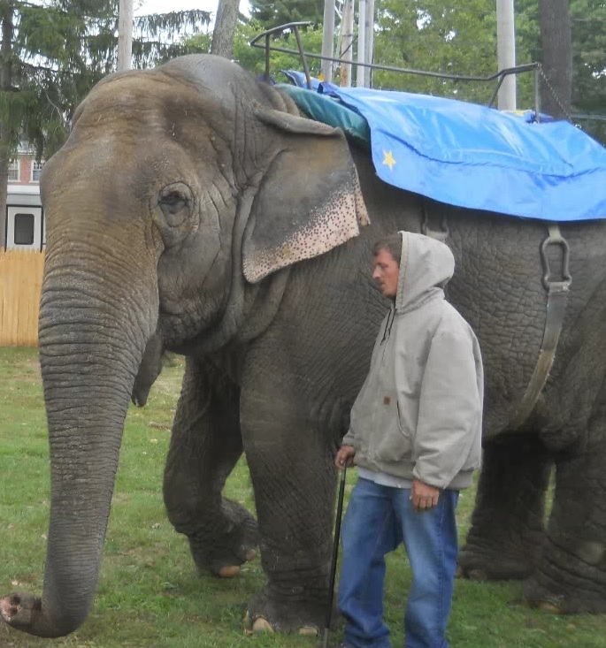 Listen: Exotic animal ban debate at Topsfield Town Meeting