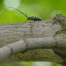 Reporter Cyrus Moulton talks about his upcoming Sunday Telegram story the 10th anniversary of discovering the Asian longhorned beetle in Worcester.