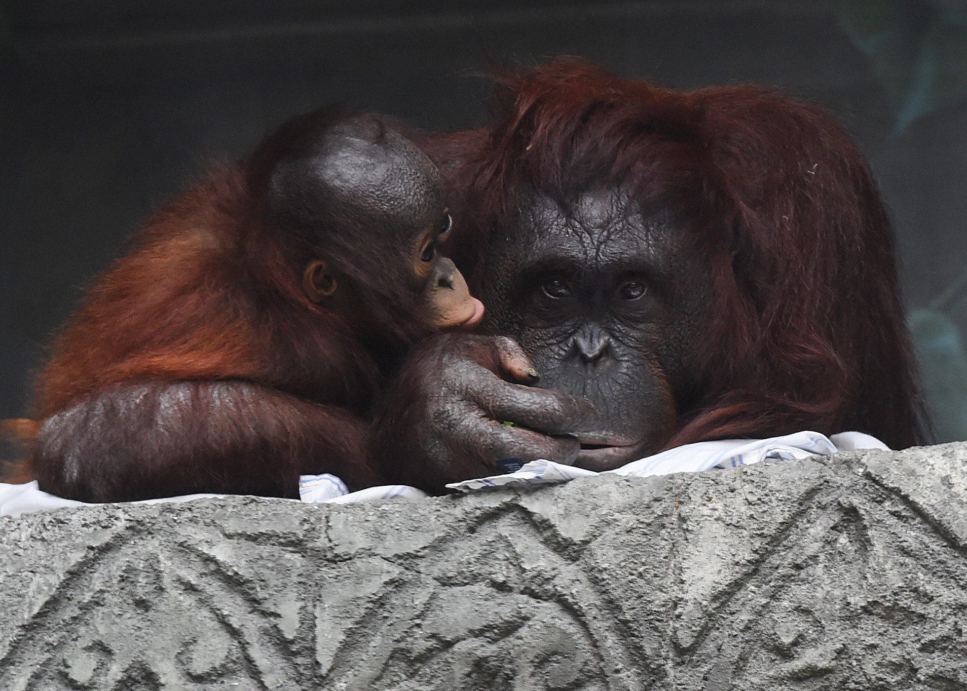 What happens when the Erie Zoo closes for the season?