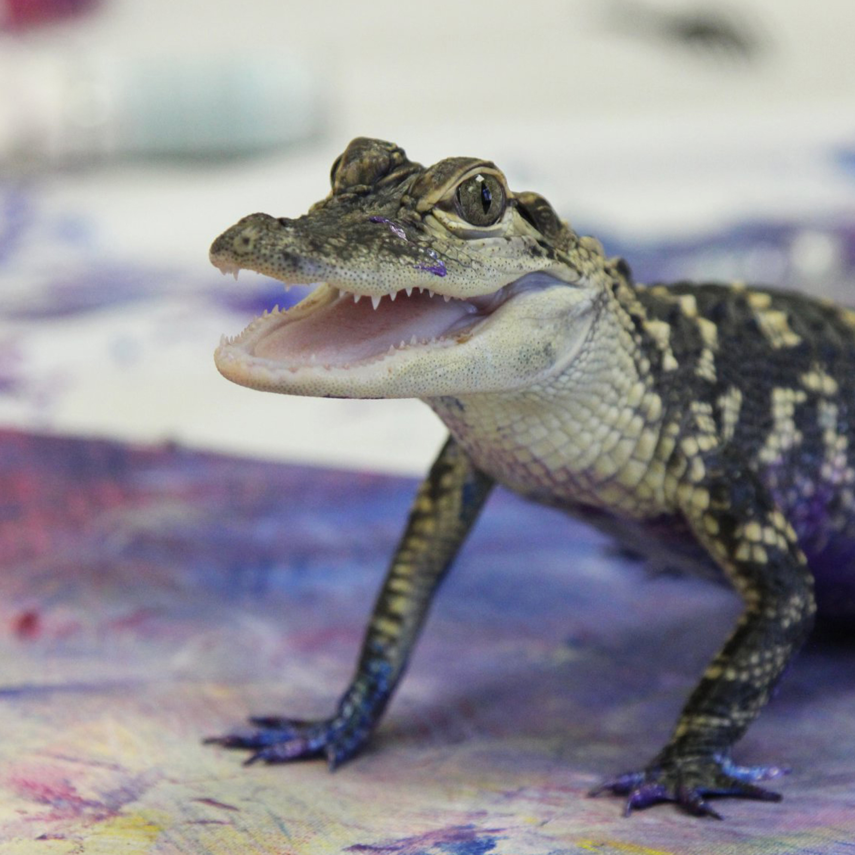 Artist DeAna Morrison talks collaborating with otters