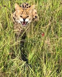 Exotic cat, possibly an African serval, was captured near Palm Bay