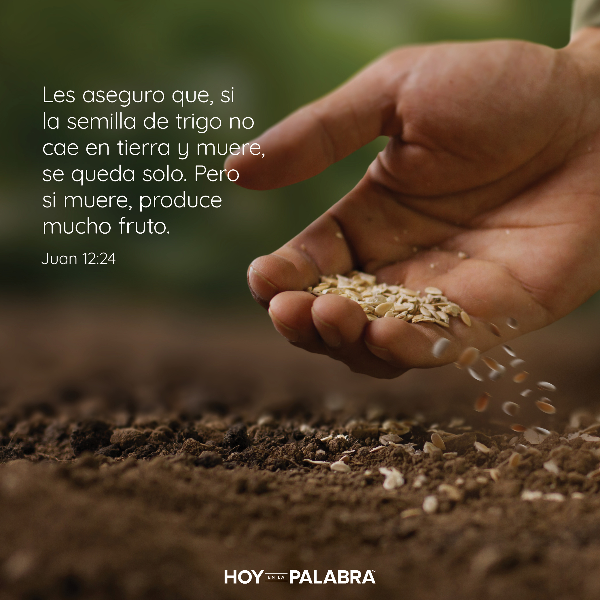 Más que un simple grano