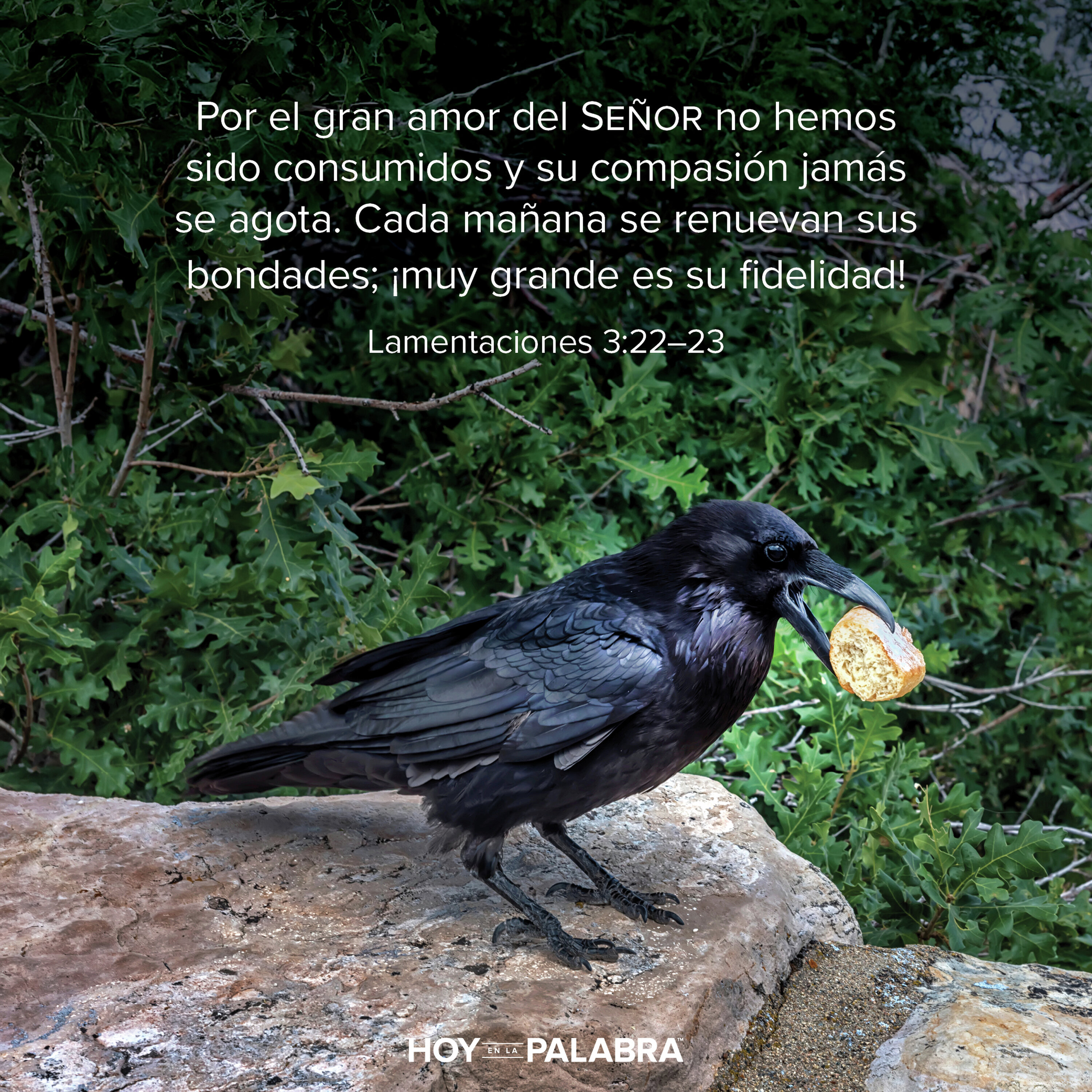 COMIDA DE CUERVOS