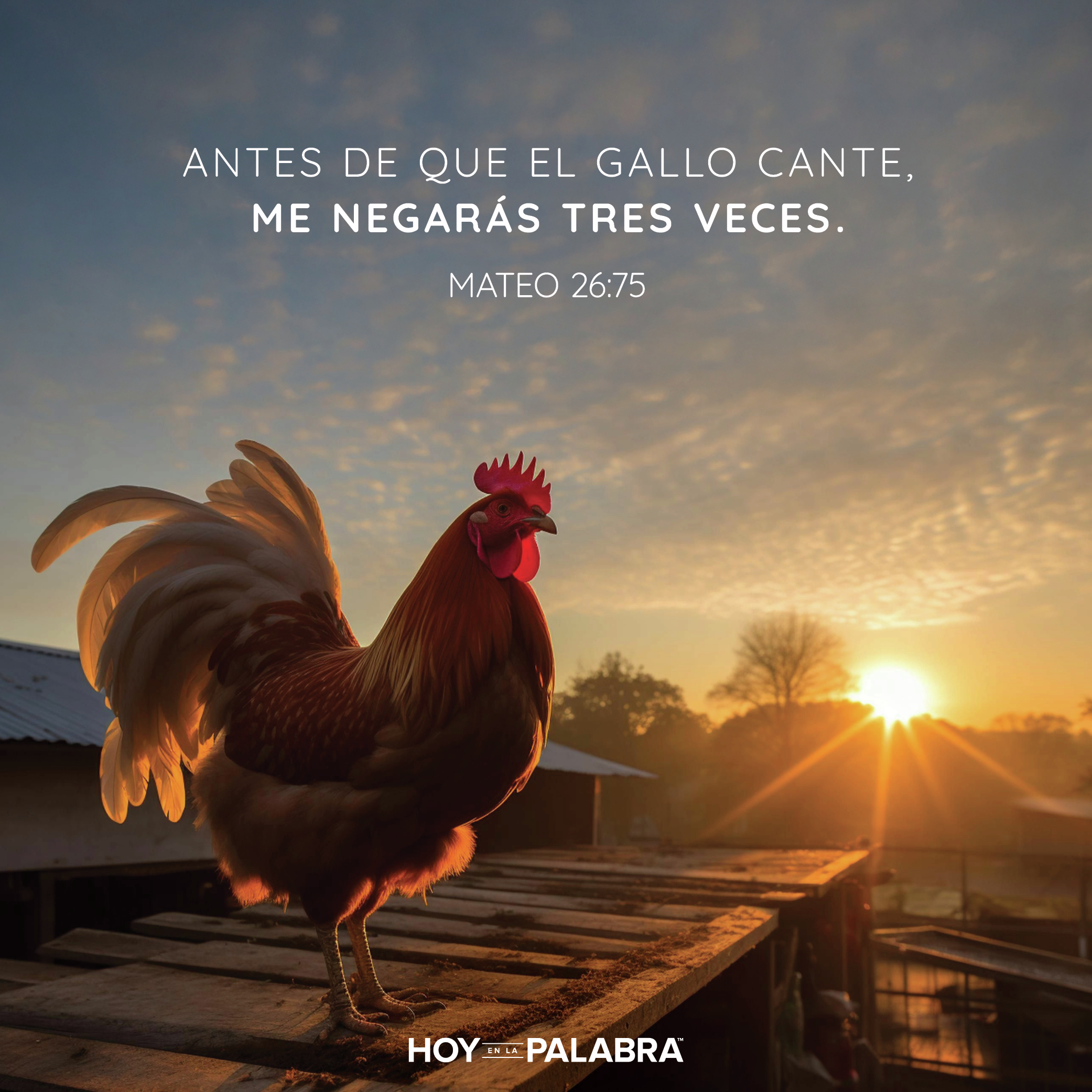 EL CANTO DEL GALLO