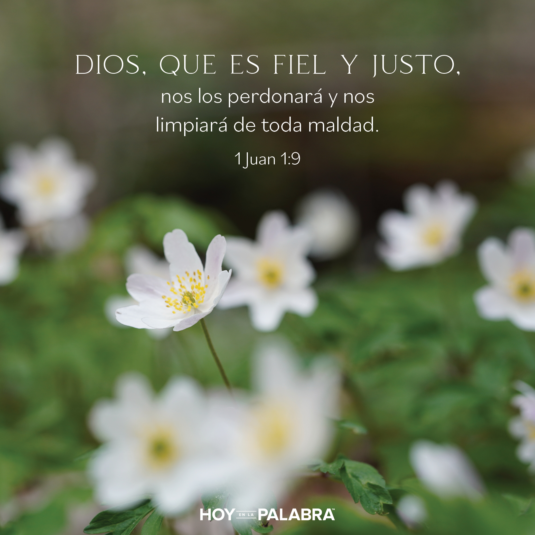 Por qué la confesión confiesa