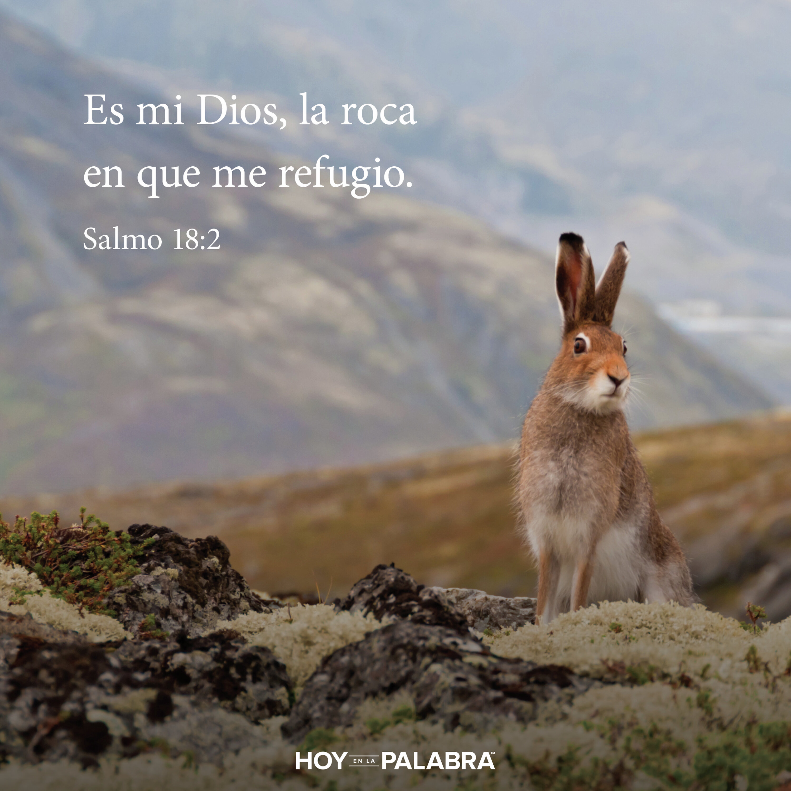 LA SABIDURÍA DEL TEJÓN