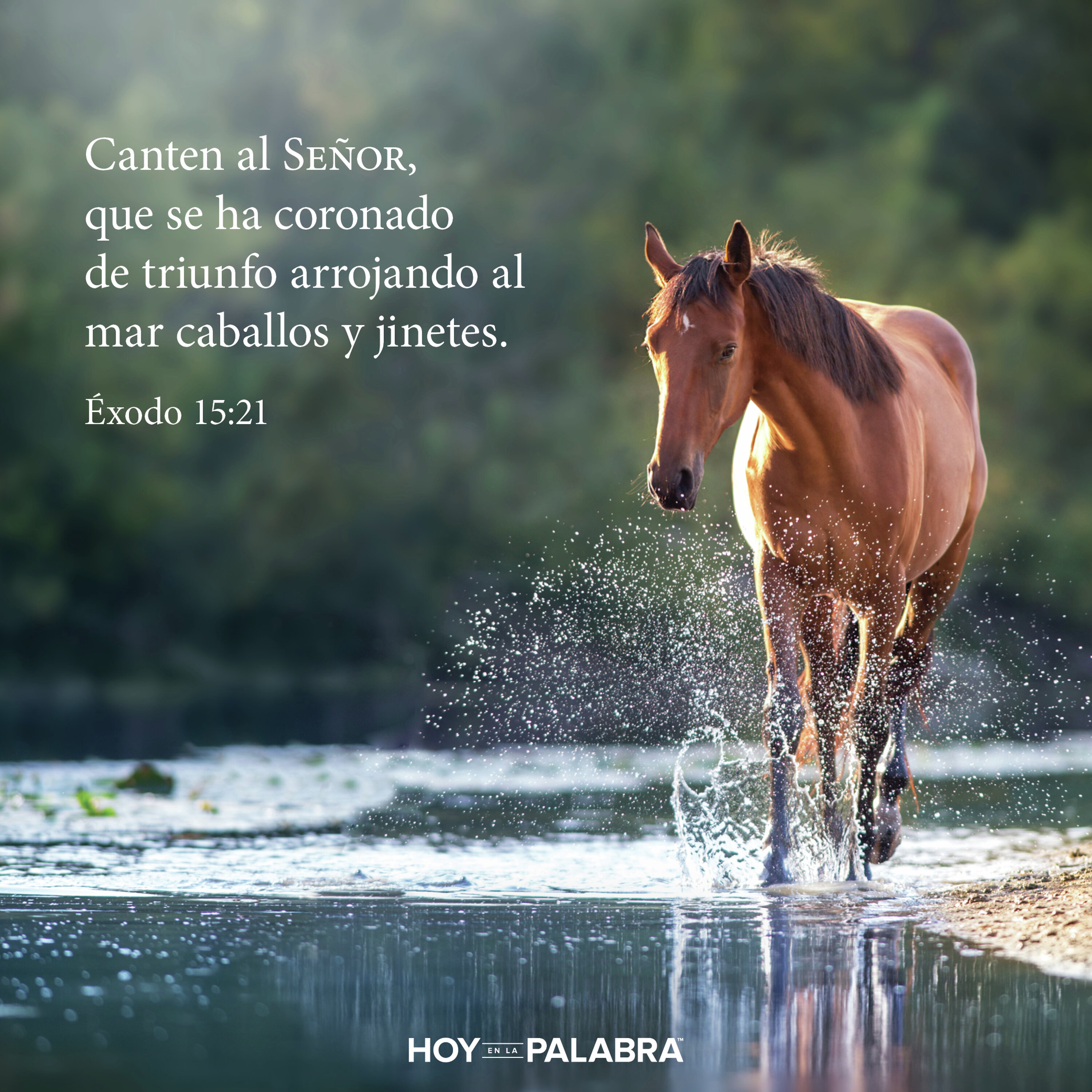 JINETE Y CABALLO