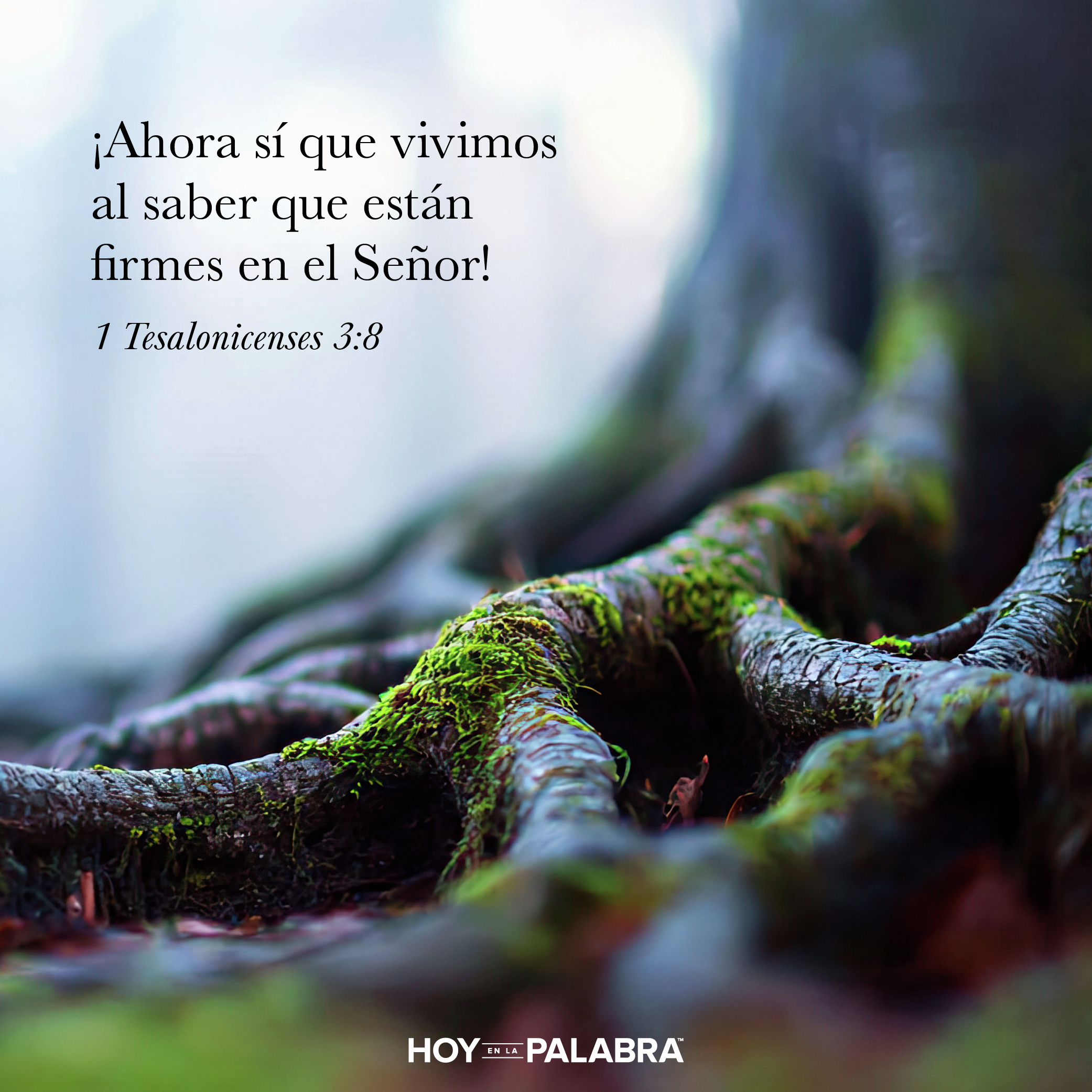 FRUTOS DE RESISTENCIA