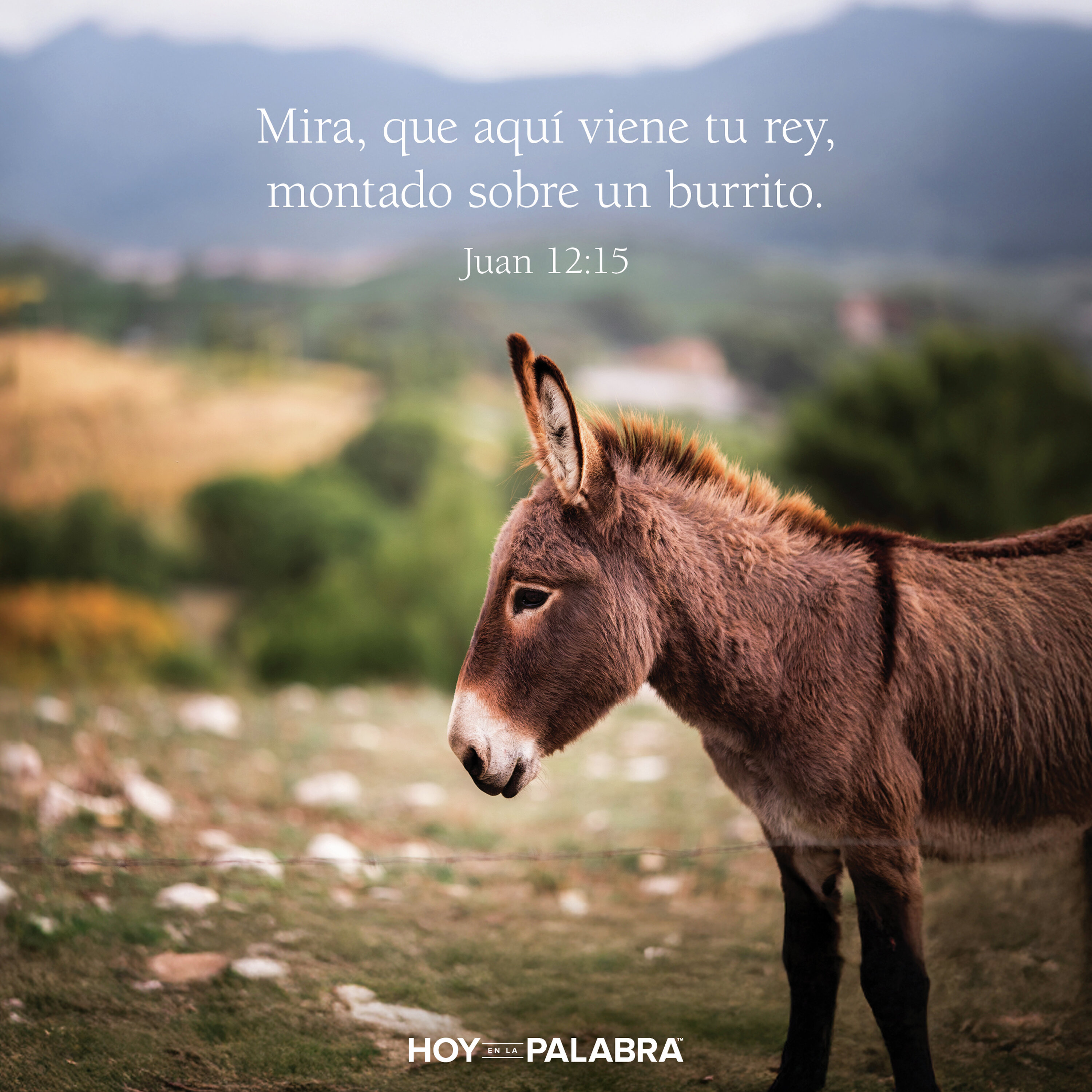 EL BURRO HUMILDE