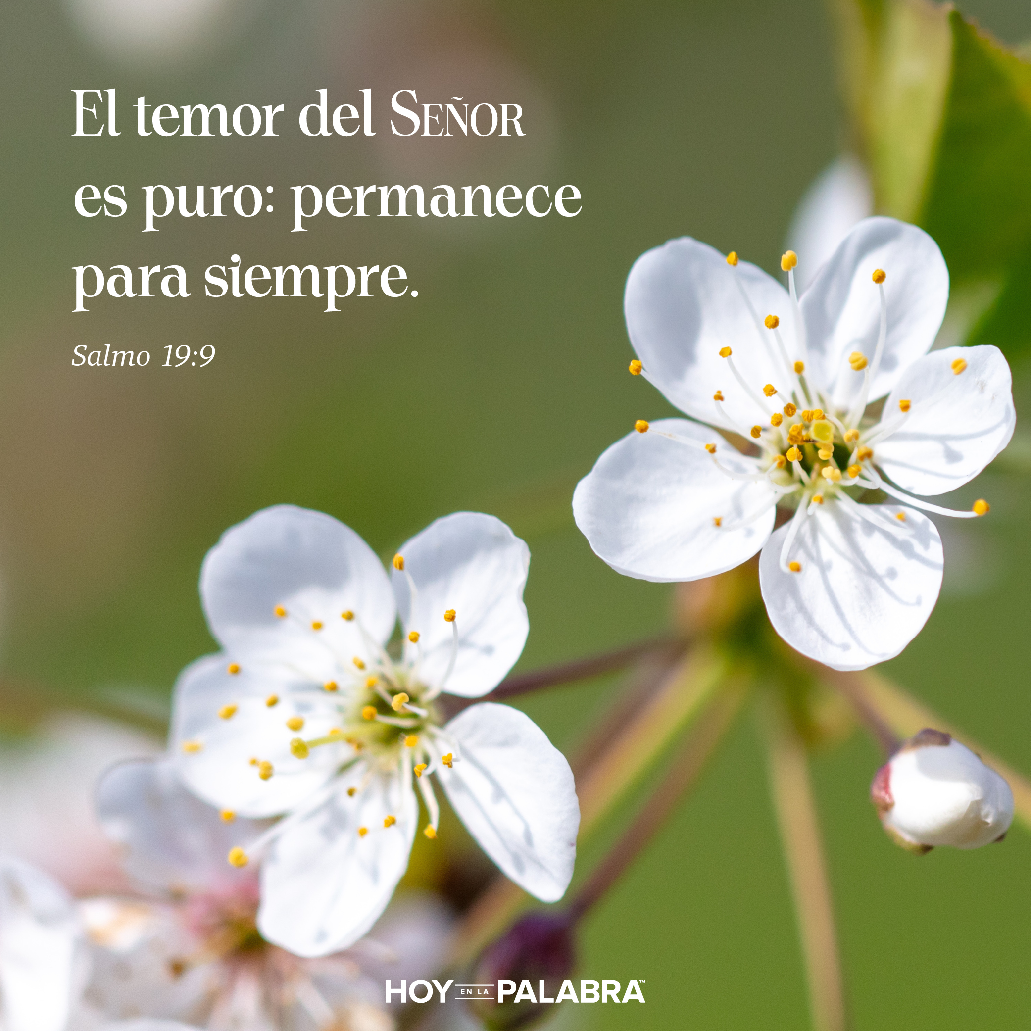 TEMOR Y PUREZA
