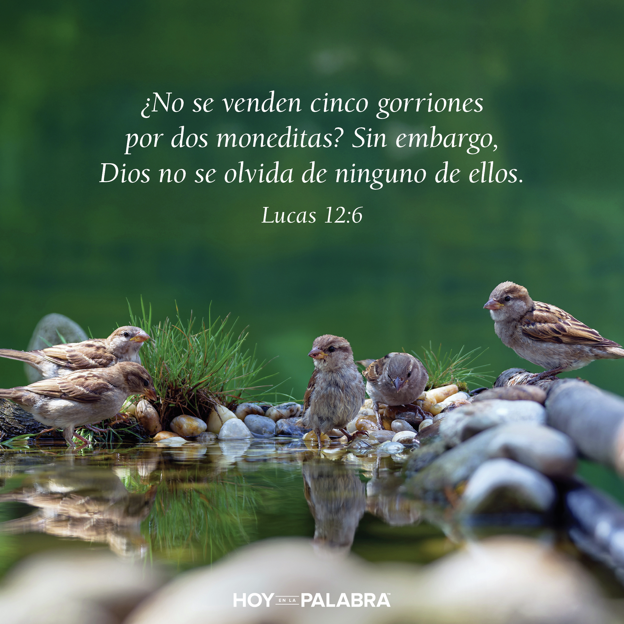 EL VALOR DE LOS GORRIONES