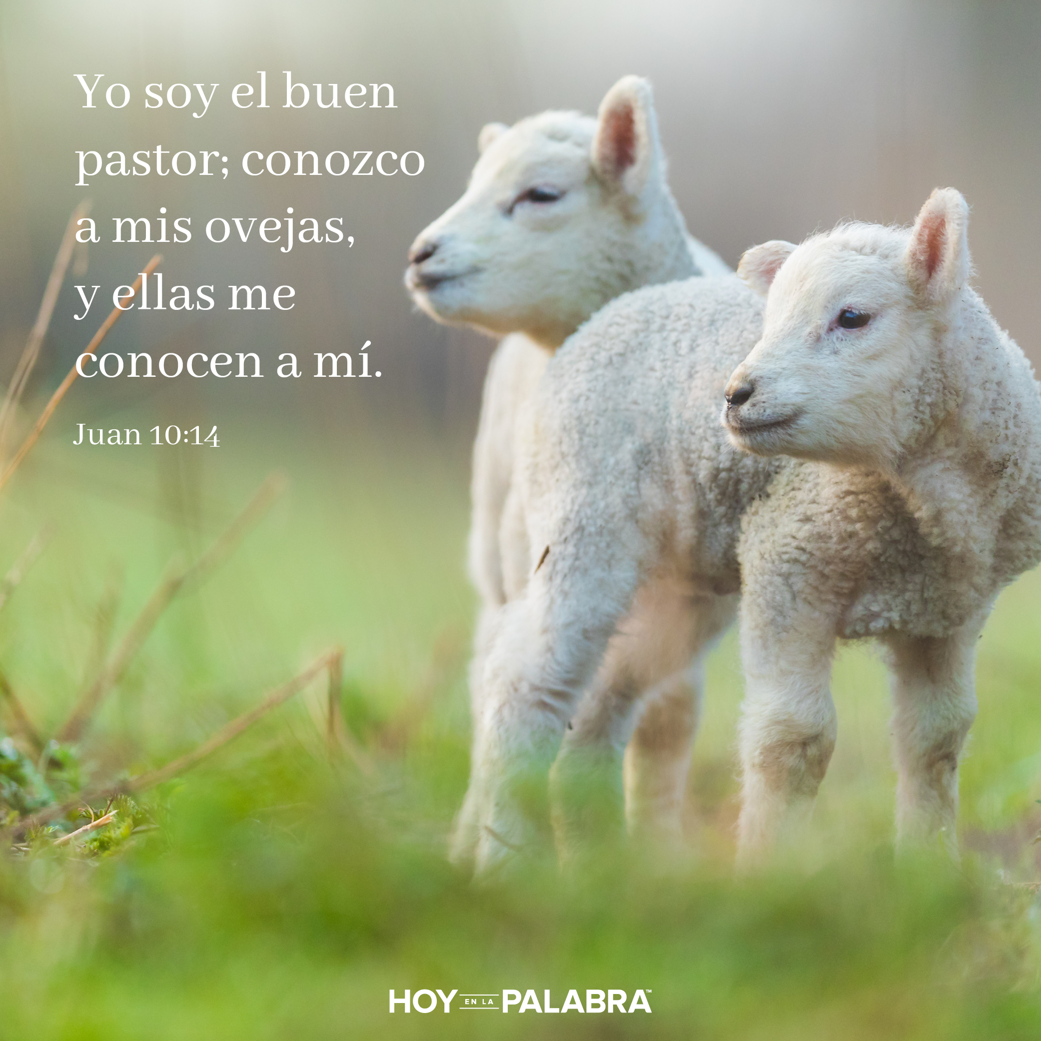 Jesús nuestro Buen Pastor