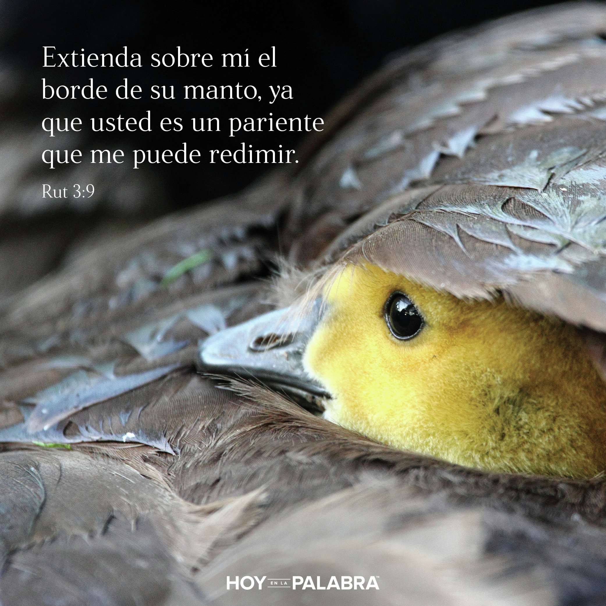 EL PARIENTE REDENTOR