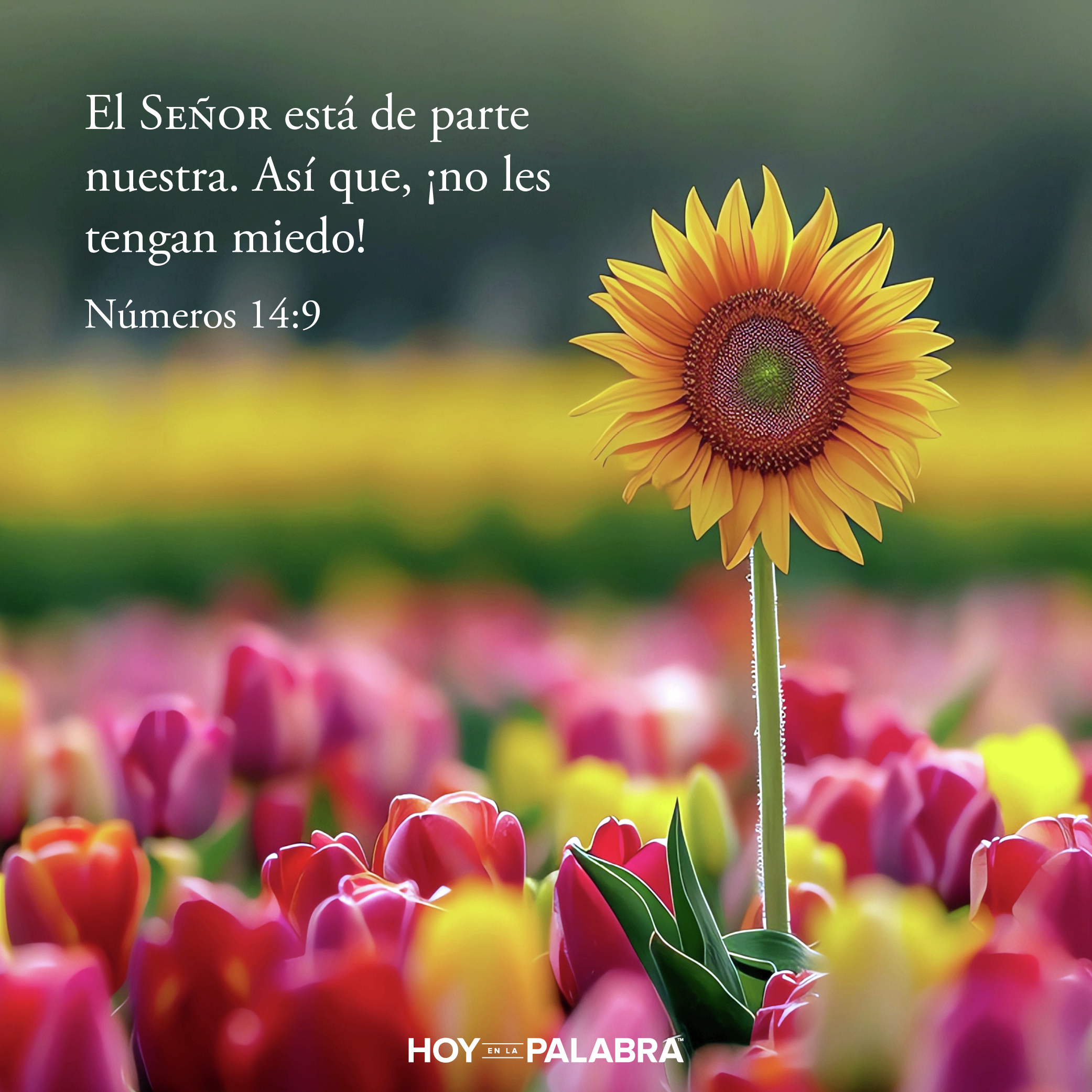 NO SIGAS A LA MAYORÍA