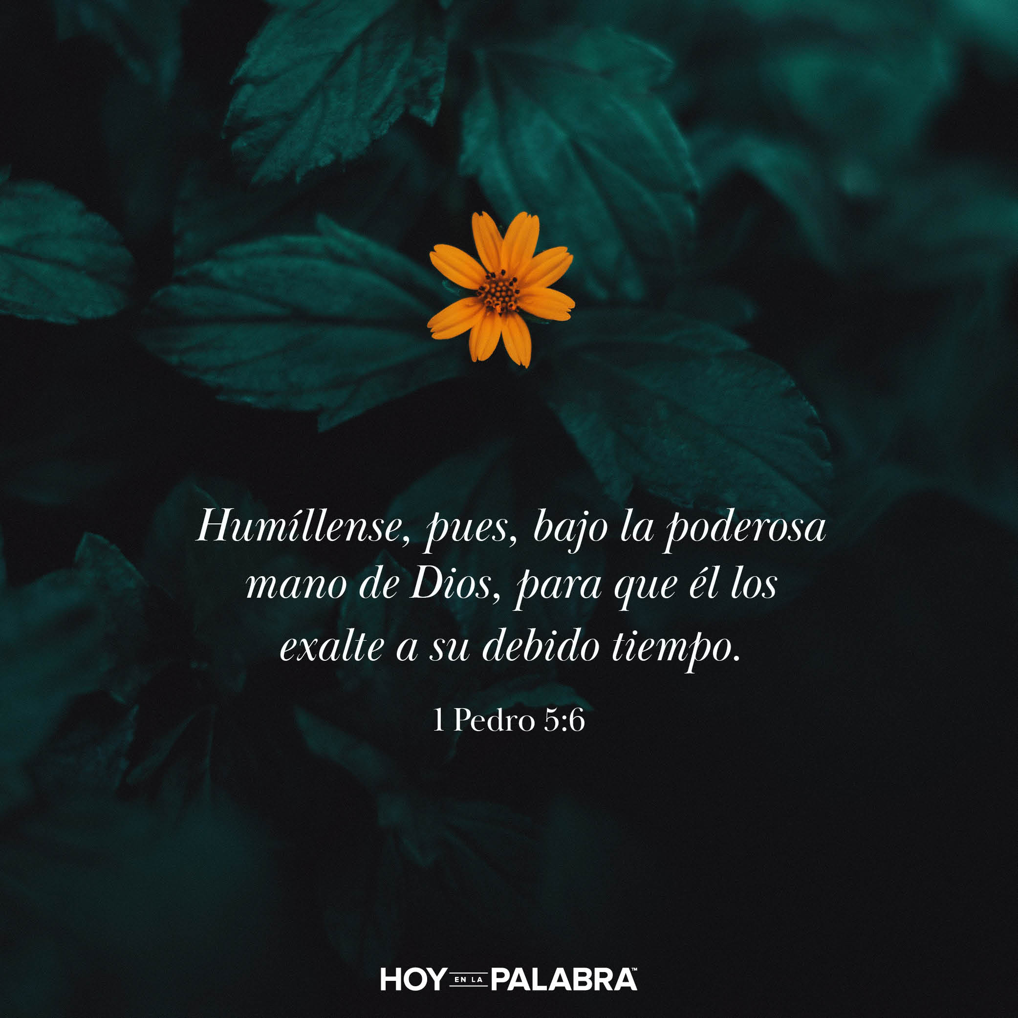 Humildes con los demás